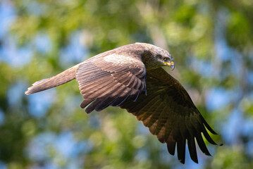 red tailed hawk