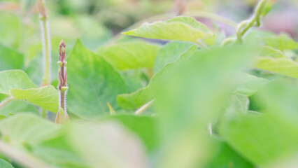 New plant shoots in the natural garden,green natural