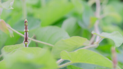 New plant shoots in the natural garden,green natural