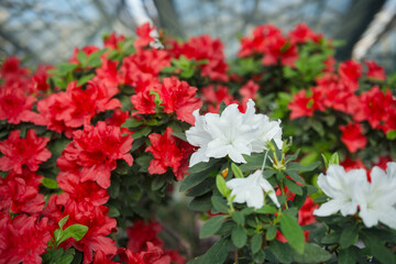 Naklejka premium Vibrant Azalea Blossoms in a Greenhouse