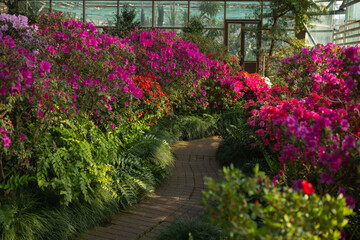 Blooming Azalea Flowers in a Greenhouse
