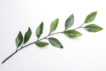 Obraz premium A sprig of green leaves