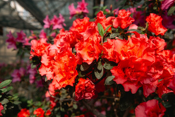 Vibrant  Azalea Flowers in a Greenhouse