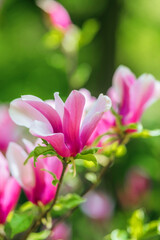 Fototapeta premium Vibrant magnolia blossoms bloom in spring garden under soft sunlight
