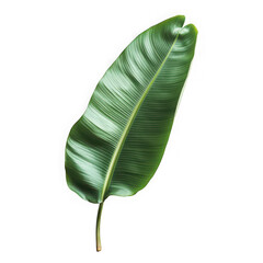 Fototapeta premium Single Heliconia Rostrata Leaf Isolated on Black Background