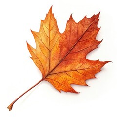 Obraz premium maple leaf isolated on white