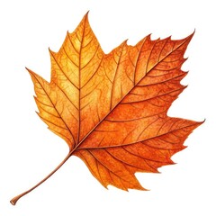 Fototapeta premium maple leaf isolated on white