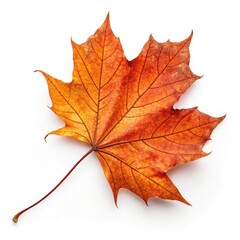 Obraz premium maple leaf isolated on white