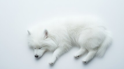 Fluffy white dog sleeping peacefully, adorable canine curled up on soft surface, perfect for pet-themed content or cozy vibes.