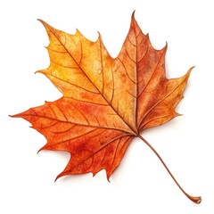 Fototapeta premium maple leaf isolated on white