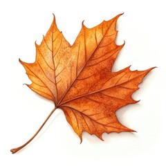 Fototapeta premium maple leaf isolated on white