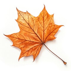 Obraz premium maple leaf isolated on white