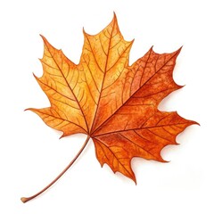 Obraz premium maple leaf isolated on white