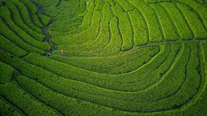 Beautiful morning view indonesia Panorama Landscape paddy fields with beauty color and sky natural light