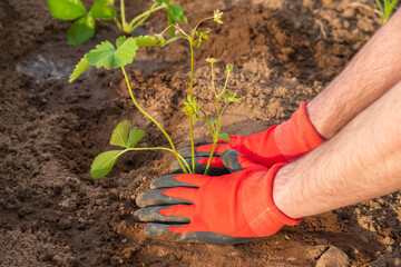 Male gardener plants strawberry sprouts in the ground. Spring gardening. Gardening and horticulture...