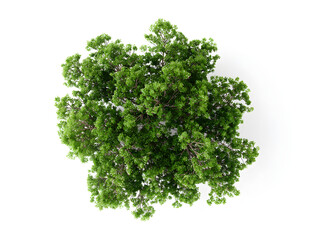 Fototapeta premium 3d Photorealistic green tree cluster, top view, isolated on white backdrop