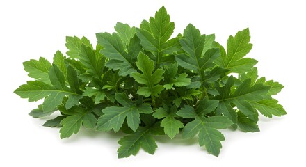 Green Leafy Plant Isolated on White Background