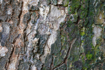  Close-Up Texture of Tree Bark with Moss and Natural Patterns