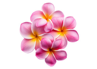 Obraz premium Pink plumeria flowers isolated on transparent background. Tropical, Spa, Hawaii.