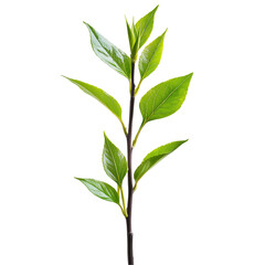 Fototapeta premium Fresh green leaves on a stem botanical foliage springtime flora isolated art isolated on transparent background