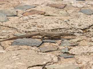 A lizard is laying on the ground