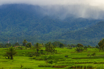 Naklejka premium Beautiful morning view indonesia Panorama Landscape paddy fields with beauty color and sky natural light