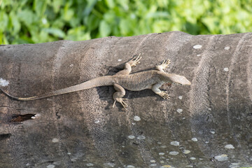 A lizard is laying on a tree trunk