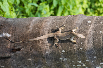 A lizard is laying on a tree trunk