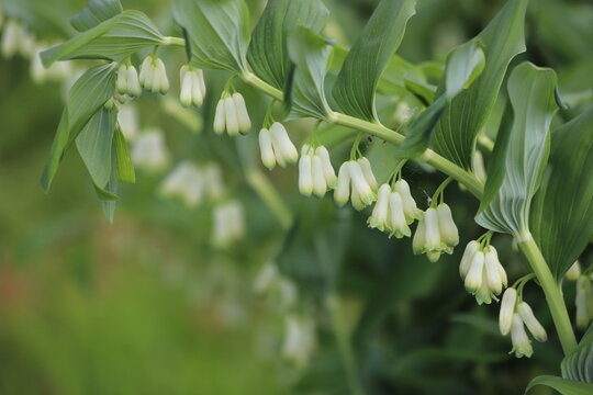 Polygonatum multiflorum, branch of the blossoming Eurasian Solomon's seal.