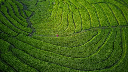 Beautiful morning view indonesia Panorama Landscape paddy fields with beauty color and sky natural light
