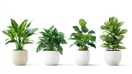 Obraz premium Four Potted Houseplants Arranged in a Row on White Background Studio Shot Interior Decorating Idea Design Element