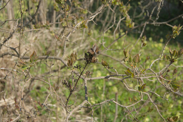 Hints of Green on Dormant Branches