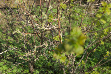 Hints of Green on Dormant Branches