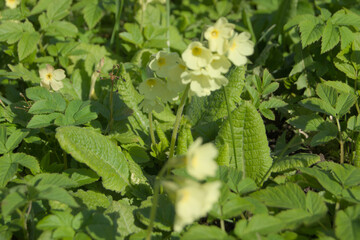 Close-up of Yellow Primrose Flowers