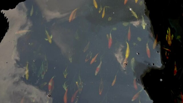 Video footage of a school of small carp swimming upstream and downstream in a fish pond that uses a water filtration system and continuously recirculates the pond water.