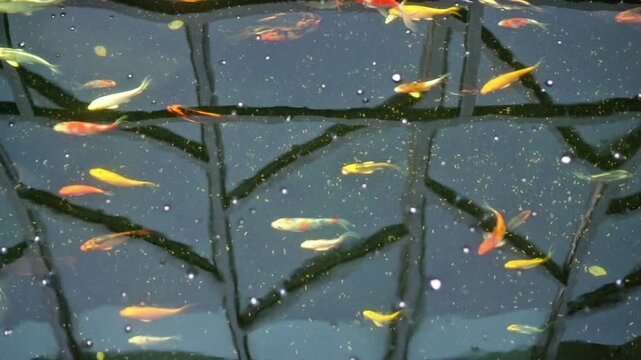 Video footage of a school of small carp swimming upstream and downstream in a fish pond that uses a water filtration system and continuously recirculates the pond water.