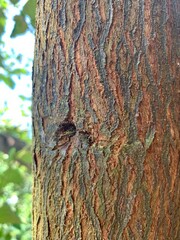 Tree trunk texture with brown color
