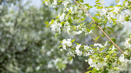 Branch with Blossoming White Flowers