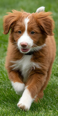 Playful Golden Retriever Puppy Frolicking in Sunlit Grass