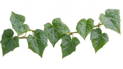 Fresh green ivy leaves on a vine, showcasing intricate details and natural beauty, PNG transparent background
