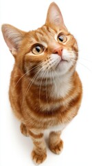 Ginger Tabby Kitten Looking Upward with Curiosity from a High Angle Studio Shot on White Background Adorable Domestic Feline