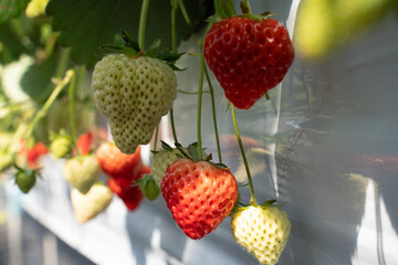Close-up of fresh strawberries growing in a greenhouse, bathed in sunlight. The vibrant red fruits...