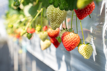 Close-up of fresh strawberries growing in a greenhouse, bathed in sunlight. The vibrant red fruits...