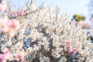 Close-up of blooming white plum blossoms in soft sunlight, symbolizing the arrival of early spring...