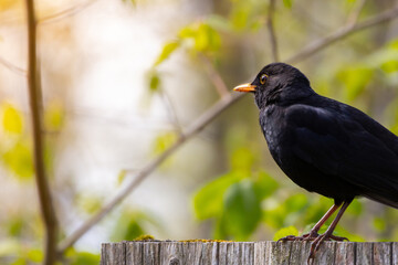 Eurasian Blackbird or simply Blackbird
