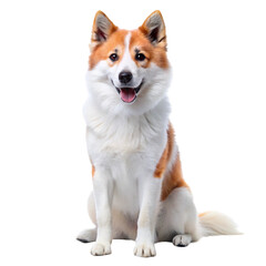 Fototapeta premium portrait of a red fox