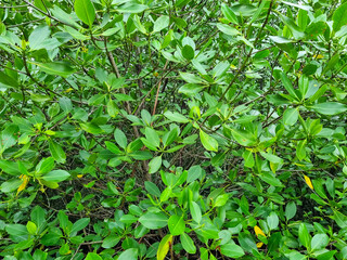 Fresh green mangrove leaves on the edge of the beach