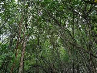 Magrove trees with branches with green leaves. Detail of mangrove trees along the mangrove forest. Fresh green natural color of the nature