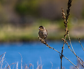 Female Red-Winged Blackbird (Agelaius phoeniceus) Perched by a Tranquil Lake