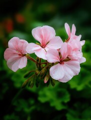 Delicate pink geranium flowers bloom in a lush green garden during springtime
